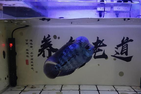 日本观赏鱼有什么品种_观赏品种鱼日本有几种_日本有名的观赏鱼