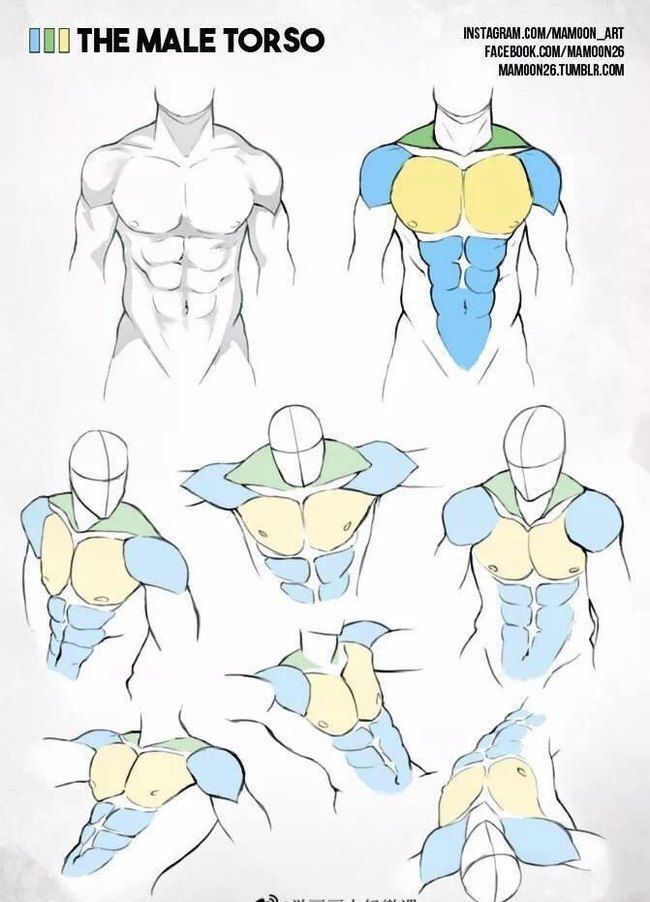 健美的肌肉怎么画？教你动漫男性肌肉的画法